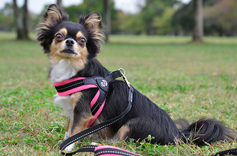 フィッビア<br>（ピッタリ着用）