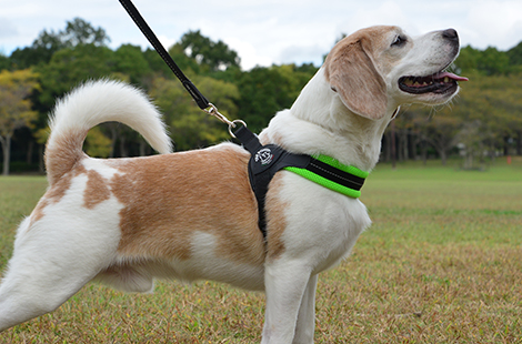 フィッビアアジャスタブル<br>（サイズ調節可能）