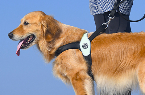 プリモ<br>（中・大型犬用）