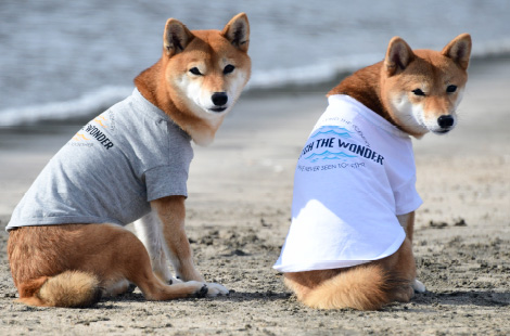 Tシャツ/タンクトップ