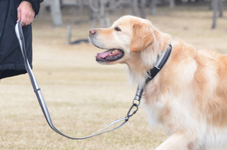 リーシュ<br>（リード）