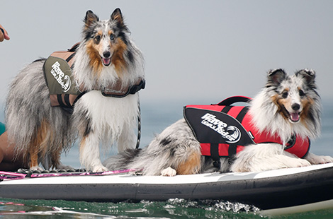 ライフジャケット