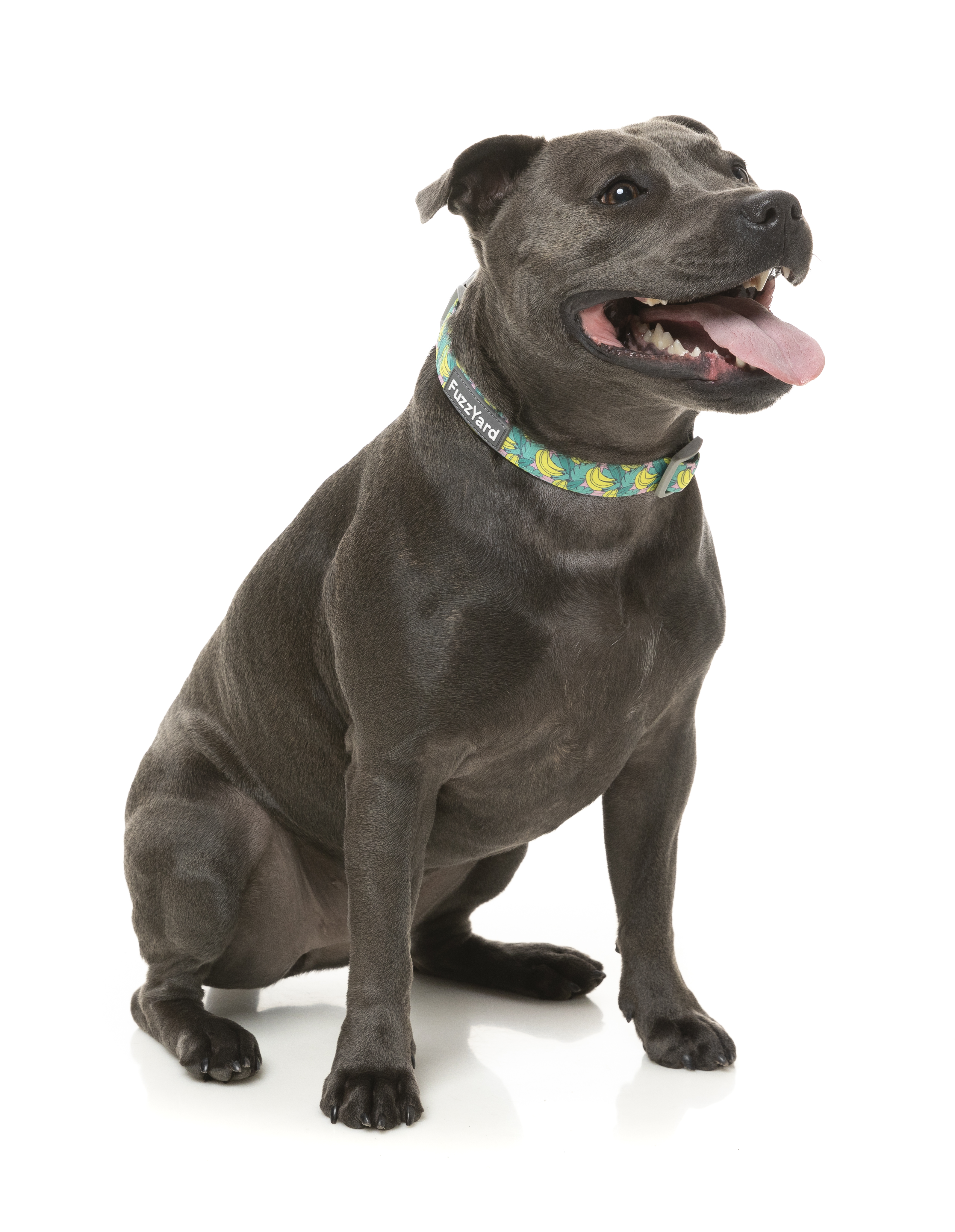 【FuzzYard】FZネオプレーンカラー バナナラマ