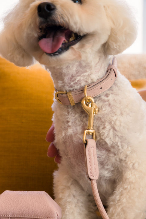 【FuzzYard LIFE】ライフアトリエドッグカラーソフトブラッシュ