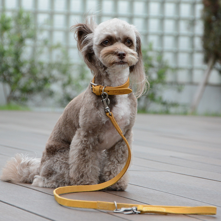 【Da Vinci】Pelle　ingrassata　colorata　collar(カラードレザーカラー)