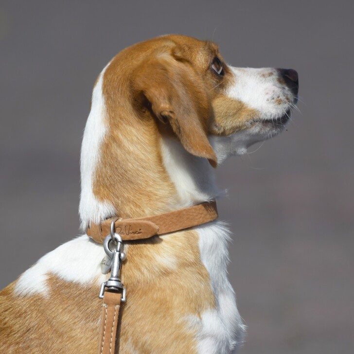 【Da Vinci】CALIPSO　WAXED　LEATHER　COLLAR(カリプソ　ワックス　レザー　カラー)