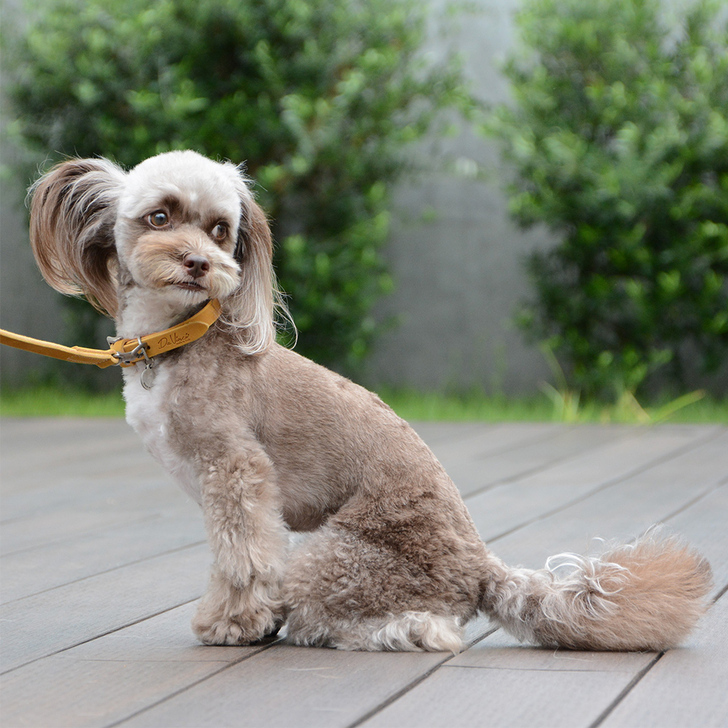 【Da Vinci】Pelle　ingrassata　colorata　leash110(カラードレザーリーシュ110)