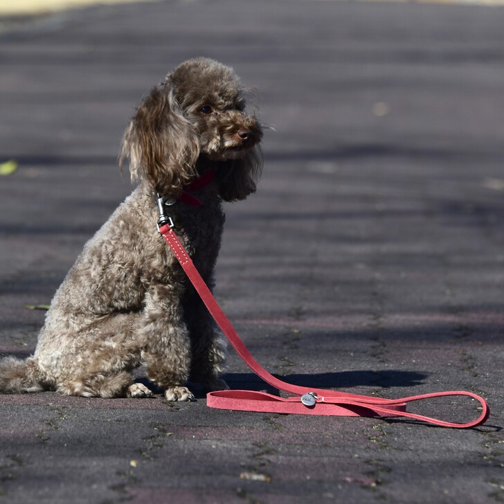 【Da Vinci】CALIPSO　WAXED　LEATHER　LEASH　110(カリプソ　ワックス　レザー　リーシュ　110)