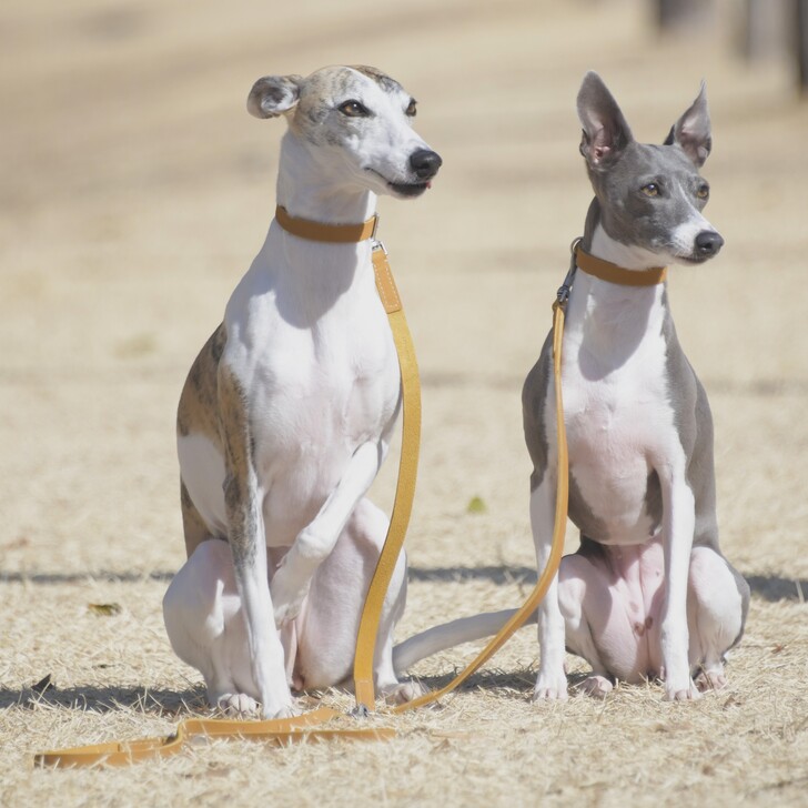 【Da Vinci】CALIPSO　WAXED　LEATHER　FOR　TWO　DOGS　50(カリプソ　ワックス　レザー　フォー　ツー　ドッグス　50)