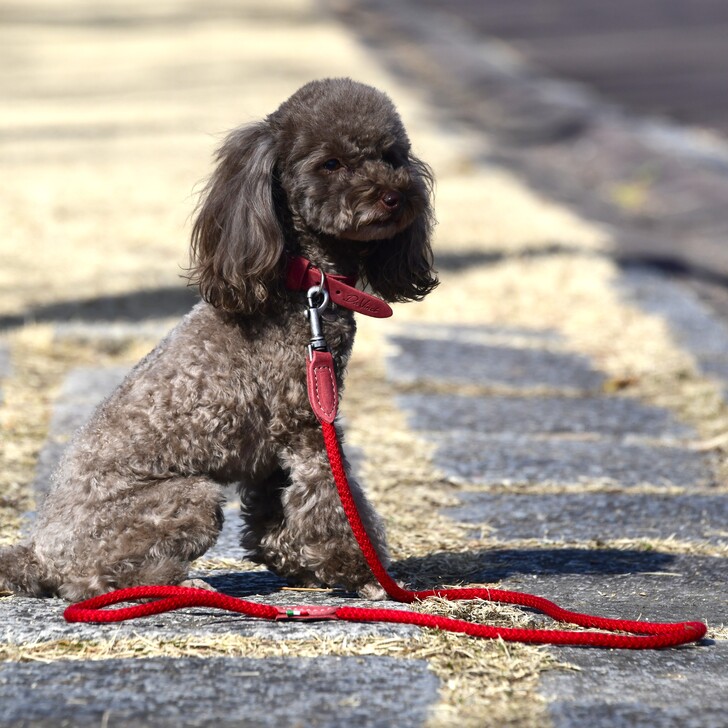 【Da Vinci】BIANCA　CITY　LEASH　110(ビアンカ　シティー　リーシュ　110)