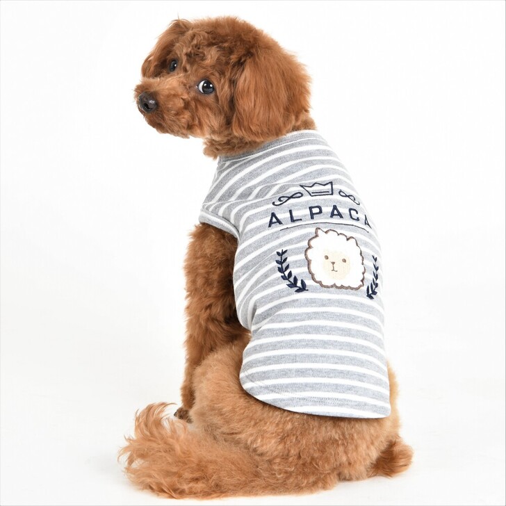 【ALPACA】アルパカボーダー