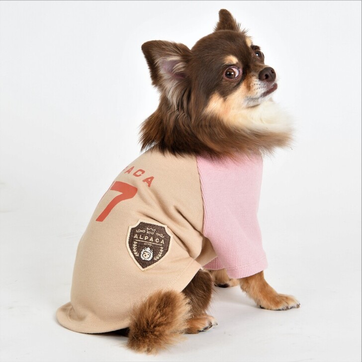 【ALPACA】アルパカラグラントレーナー