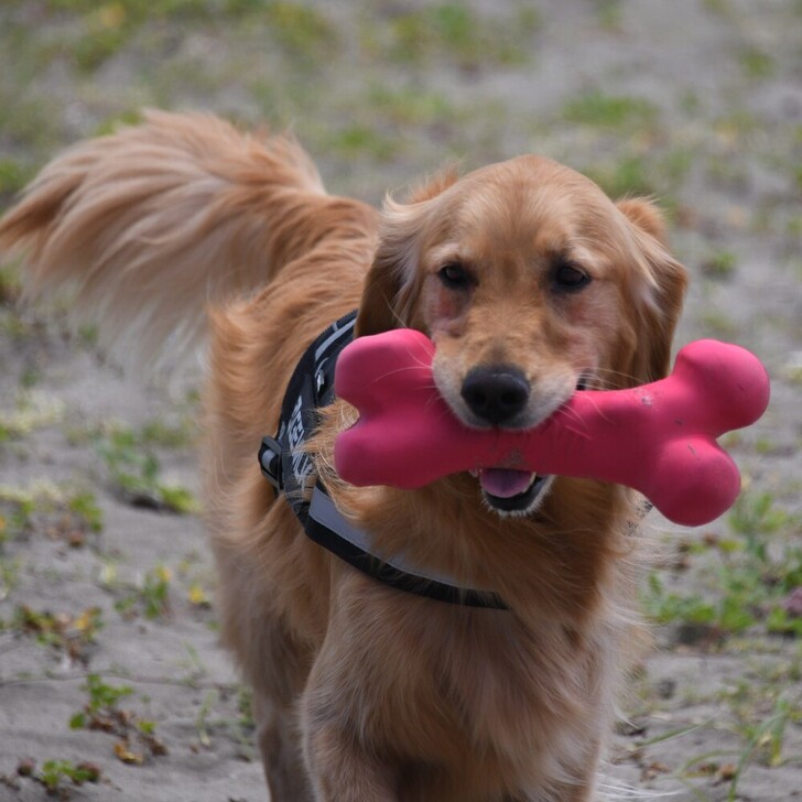 【MWT】フローティングボーントイ