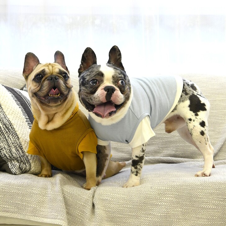 【MWT】レイヤードフーディー