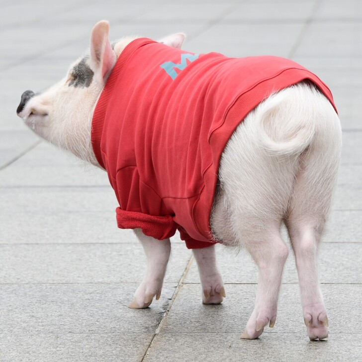 【MWT】ベーシッククルーネックスウェット