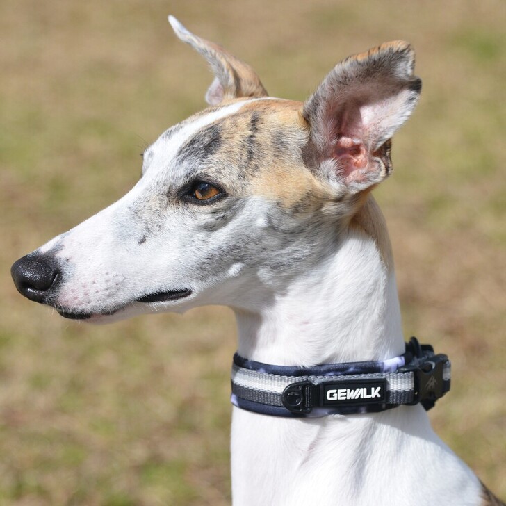 【GEWALK】コンフォタブルカラーエコ