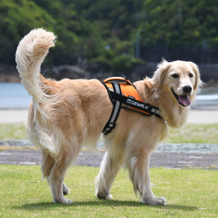 【GEWALK】ワイルドエクスプローラーコーデュラエコ