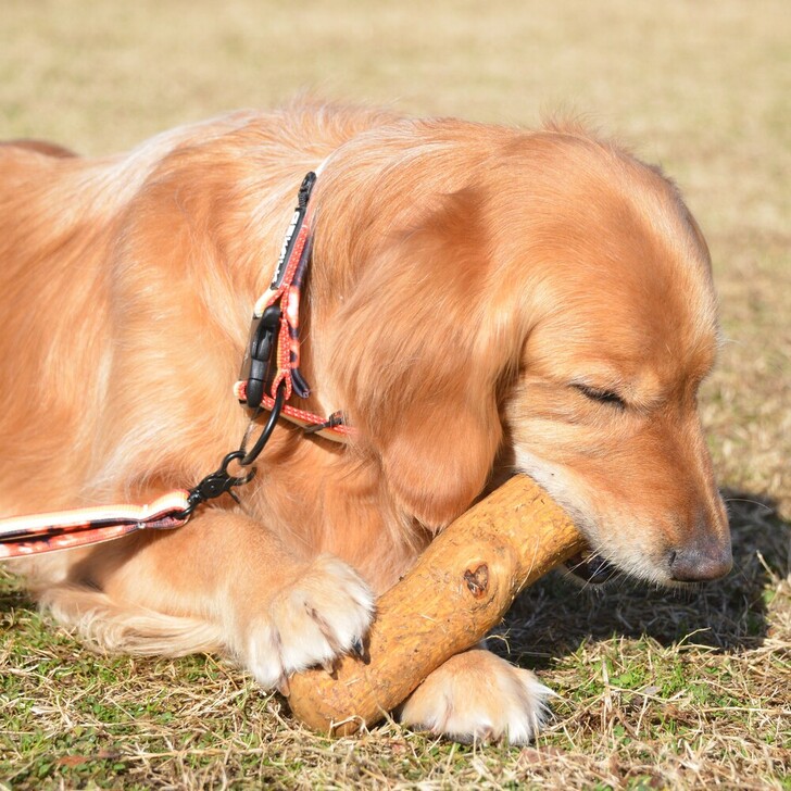 【GEWALK】ドッグチュウスティックコーヒーツリー