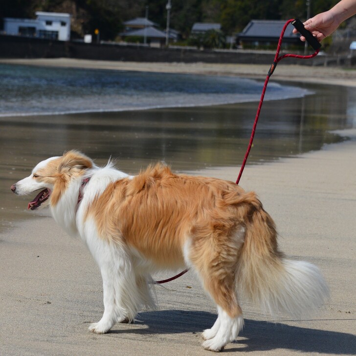 【GEWALK】305カラーズオブネイチャーシリーズ