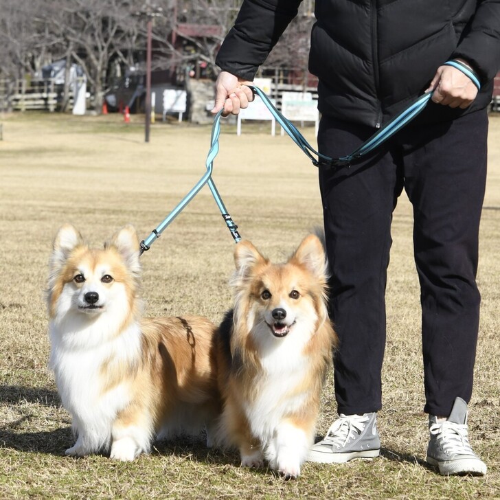 【GEWALK】マルチファンクションリーシュエコ270-350