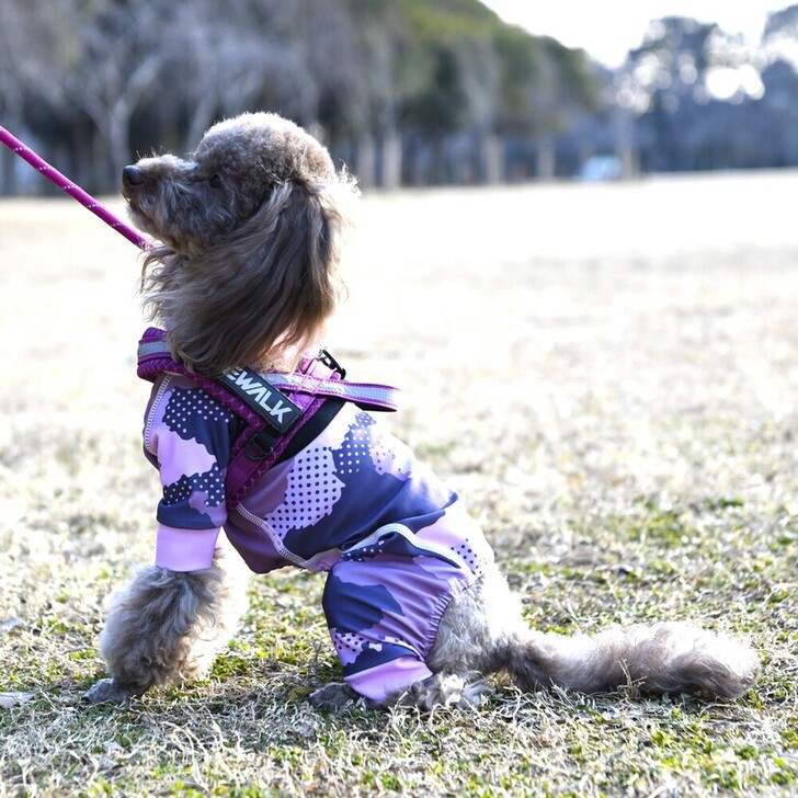 【GEWALK】アドベンチャーシーカーエコ