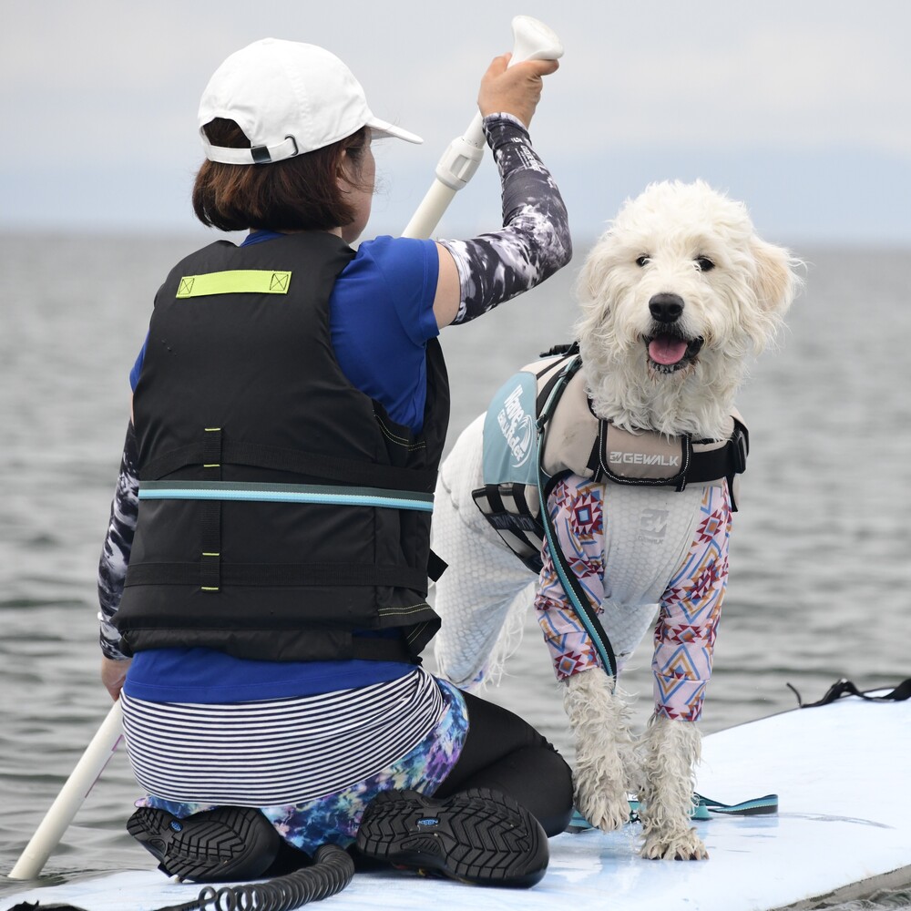 【GEWALK】ウェーブライダーエコ
