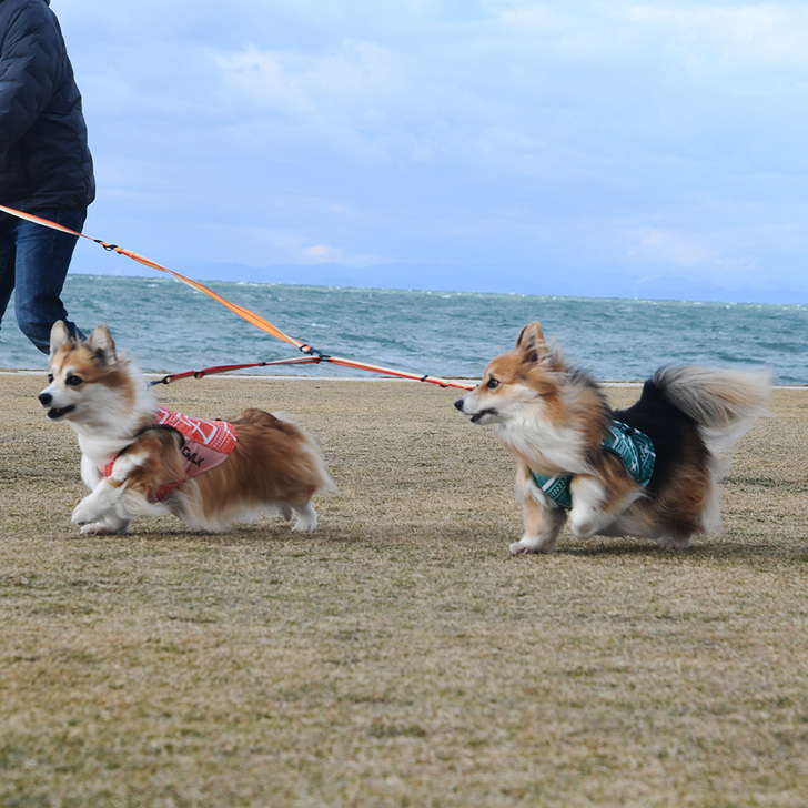 【GEWALK】GW　Double　Leash　Eco