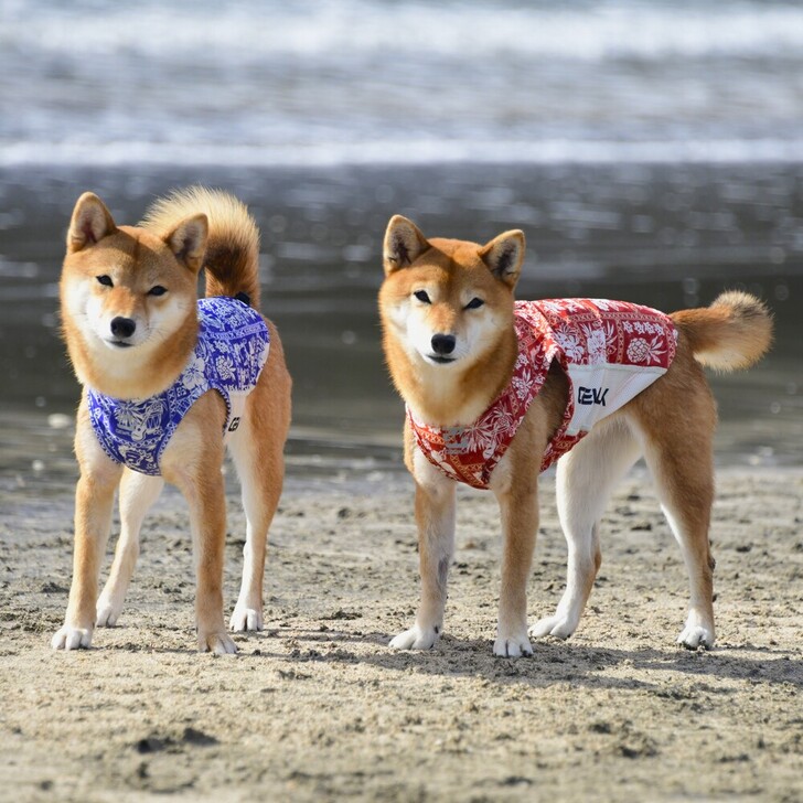 【GEWALK】541アクティブサンシェードタンクトップ