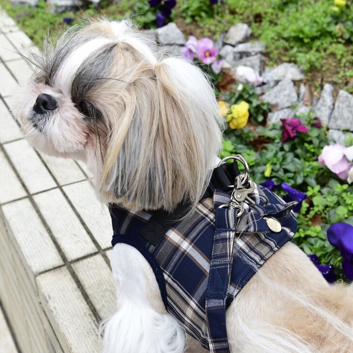【Gemelli】タータンチェックハーネス