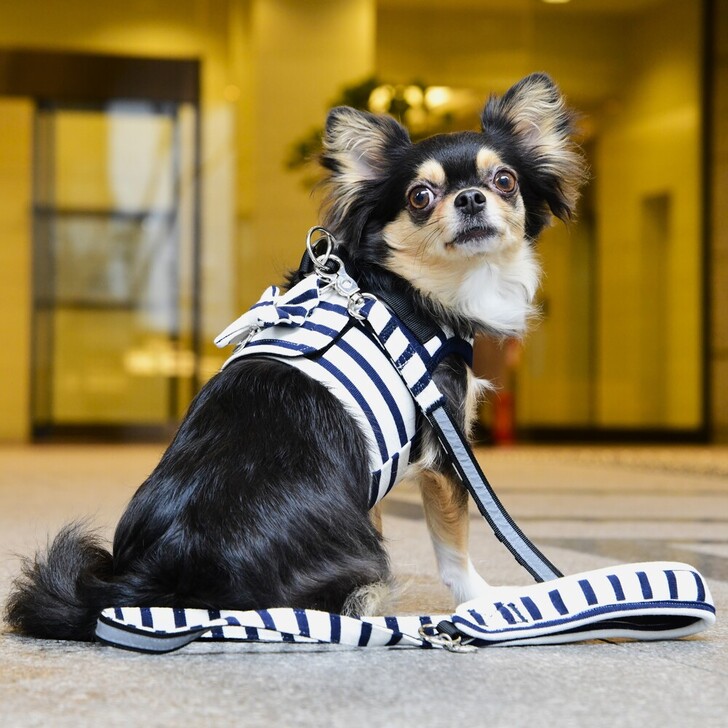 【Gemelli】ナチュラルボーダーハーネス