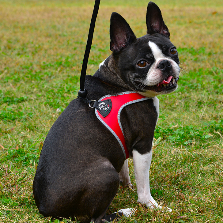 【TRE　PONTI】リベルタ　リフレクティブ