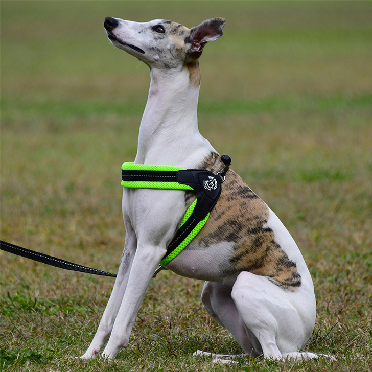 【TRE　PONTI】リベルタ　ソフトメッシュ