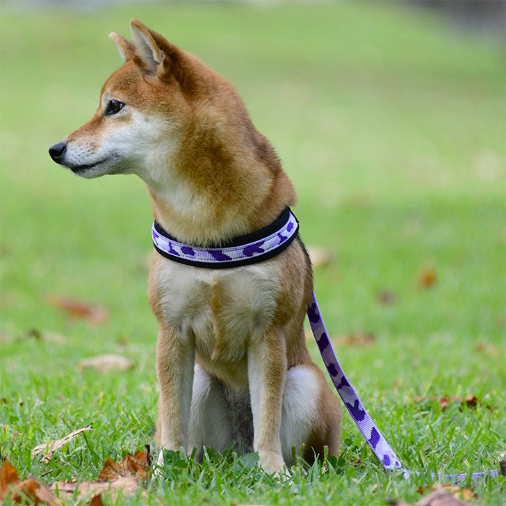 【TRE　PONTI】フィッビア　アジャスタブルタイプ　ペニーコレクション