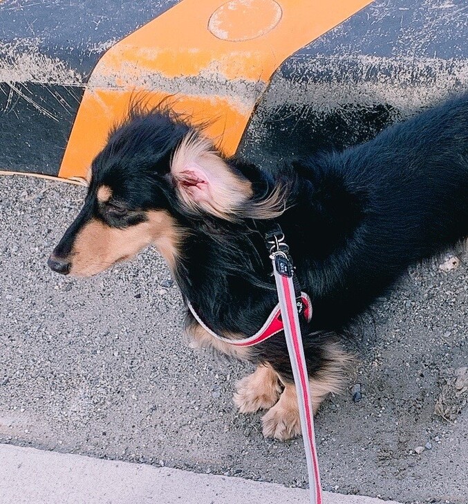 【TRE　PONTI】LEASH　FOR　SMALL　BREEDS