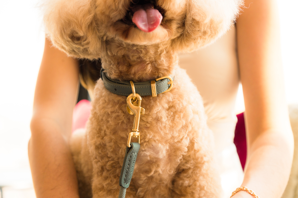 【ＦｕｚｚＹａｒｄ ＬＩＦＥ】ライフアトリエドッグカラー