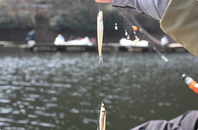 わかさぎ釣り