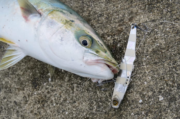 青物ルアー入門 青物が釣れるルアーの種類や選び方 初心者必見