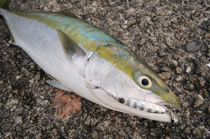 青物ルアー入門】青物が釣れるルアーの種類や選び方【初心者必見】