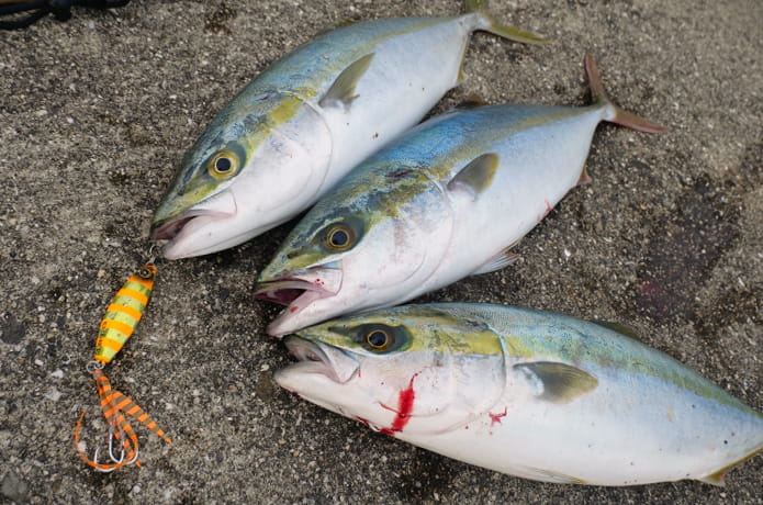 青物ルアー入門 青物が釣れるルアーの種類や選び方 初心者必見