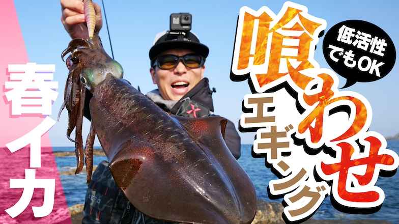 低活性でもOK「喰わせ」エギング｜熊本天草
