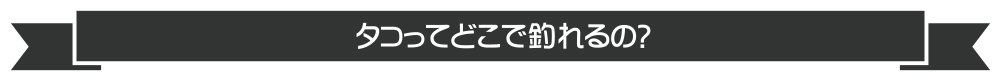 タコってどこで釣れるの？