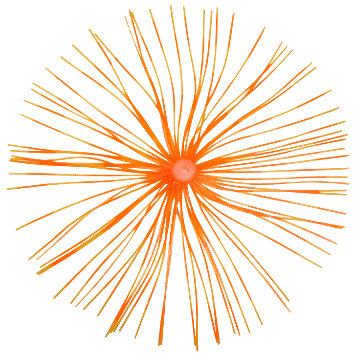 8.イエロータイガー