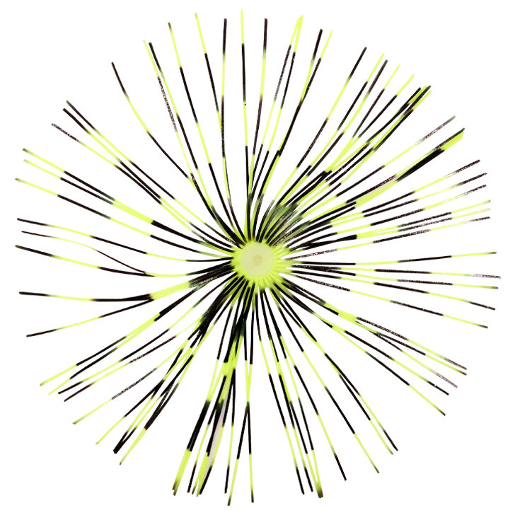 8.イエロータイガー