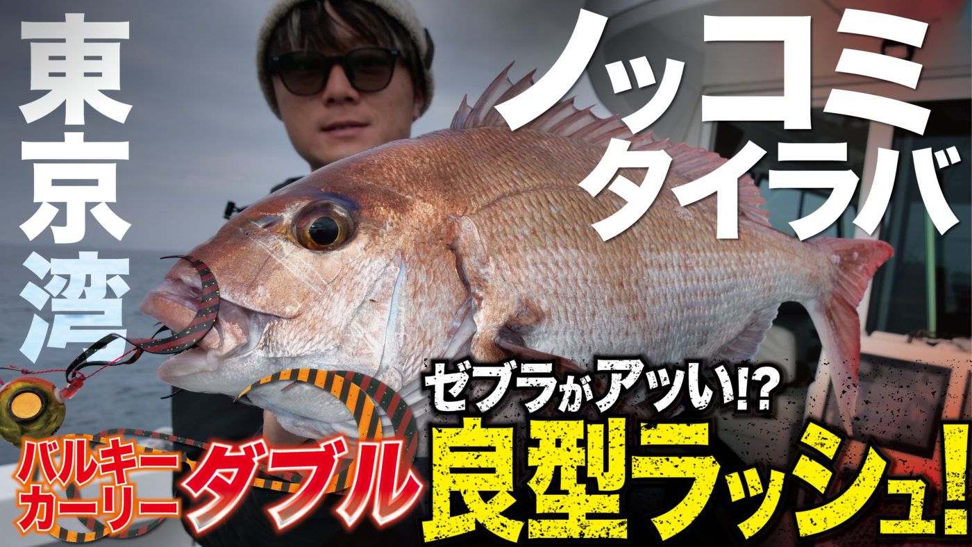 【東京湾】ノッコミタイラバ開幕！今年はゼブラがアツい!?バルキーカーリーダブルで良型ラッシュ！