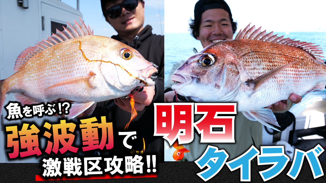 【タイラバ】魚を呼ぶ！？強波動ネクタイ「バルキーカーリーインパクト」で激戦区・明石のタイラバを攻略！