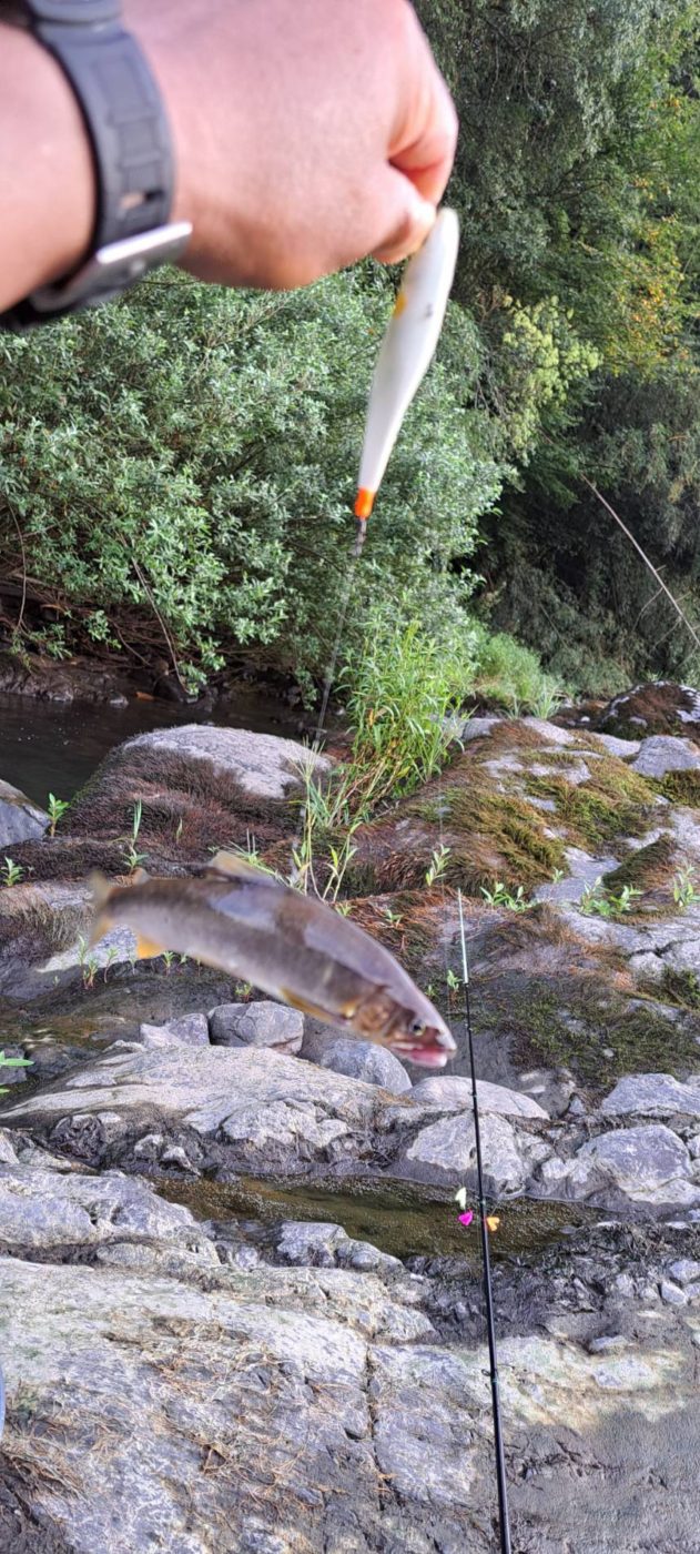 鮎(最大17㎝を3匹)