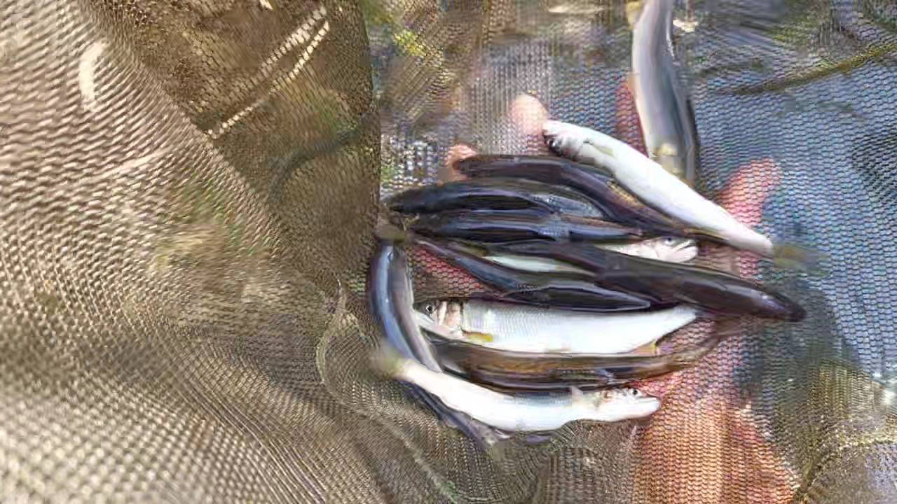 鮎(最大16㎝を14匹)