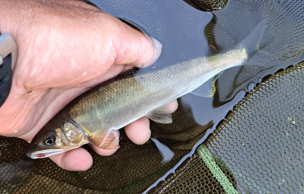 アユ(最大20㎝を5匹)