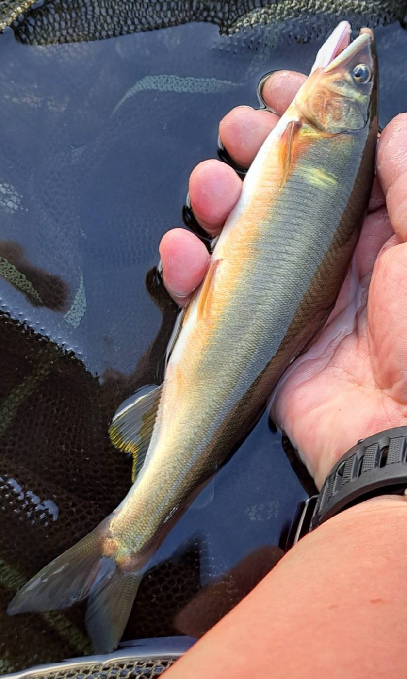 鮎（最大22㎝を65匹）18㎝以上の確率20％