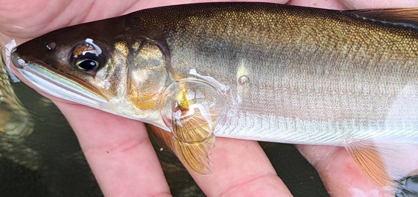 鮎(最大18㎝を6匹)